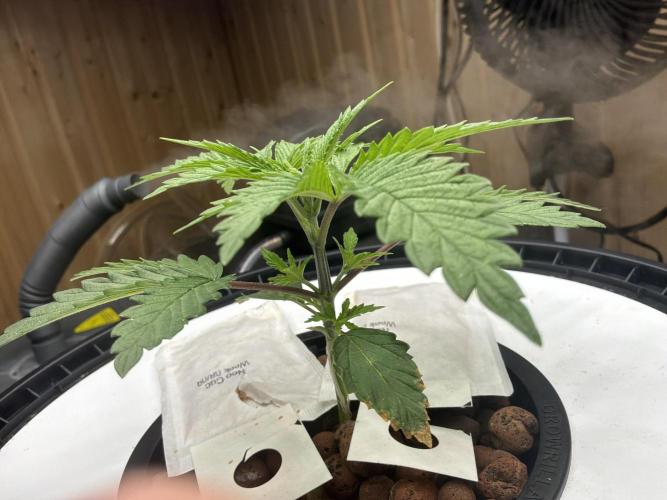 Blue Zushi Dutch Passion RDWC. Week 3