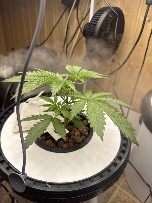 Blue Zushi Dutch Passion RDWC. Week 3