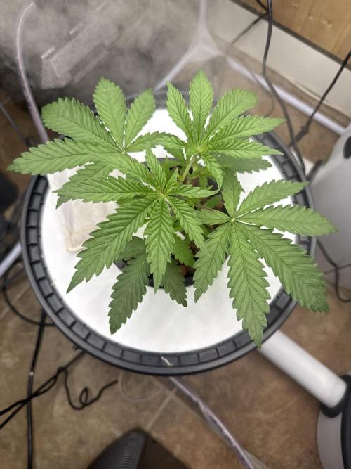 Blue Zushi Dutch Passion RDWC. Week 3