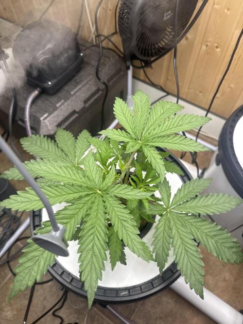 Blue Zushi Dutch Passion RDWC. Week 4