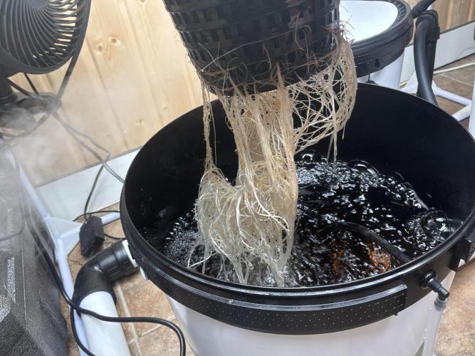Blue Zushi Dutch Passion RDWC. Week 4