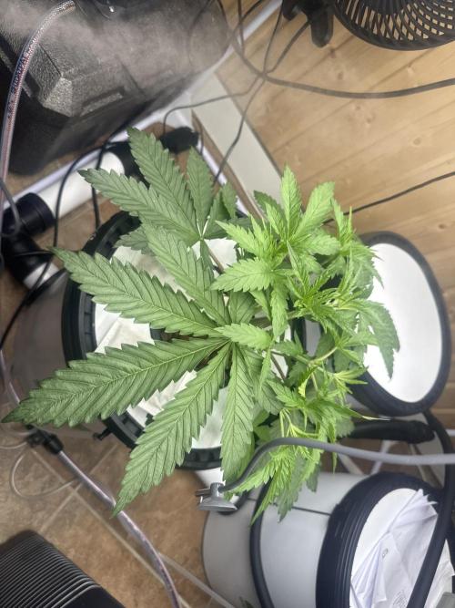Blue Zushi Dutch Passion RDWC. Week 4