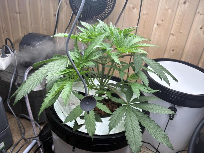 Blue Zushi Dutch Passion RDWC. Week 4