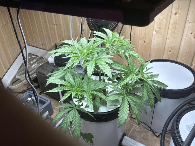 Blue Zushi Dutch Passion RDWC. Week 4