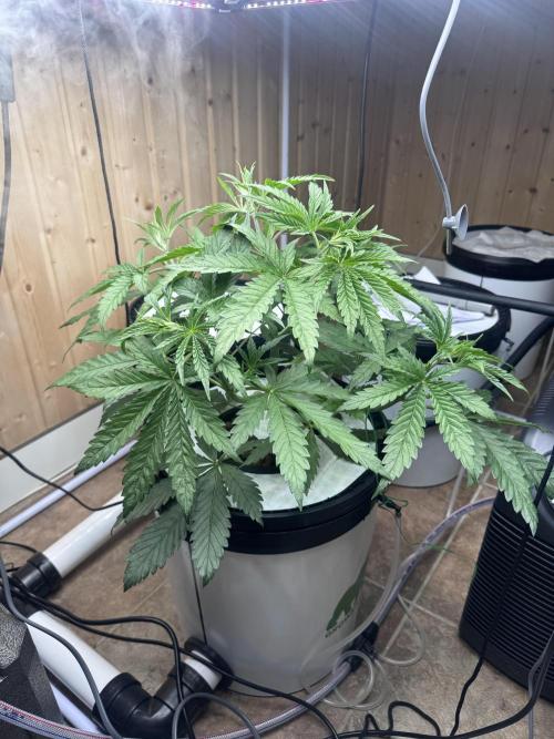 Blue Zushi Dutch Passion RDWC. Week 4