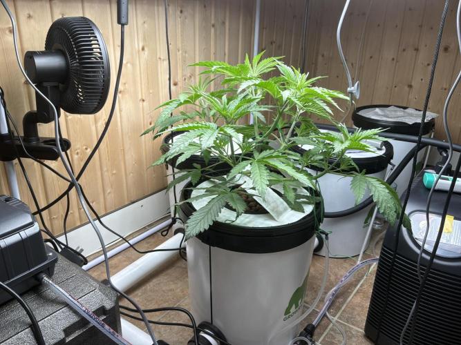 Blue Zushi Dutch Passion RDWC. Week 5