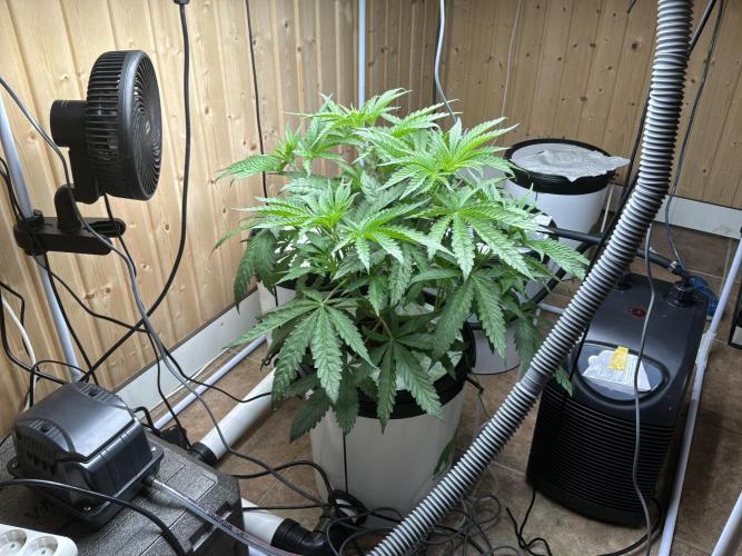 Blue Zushi Dutch Passion RDWC. Week 5
