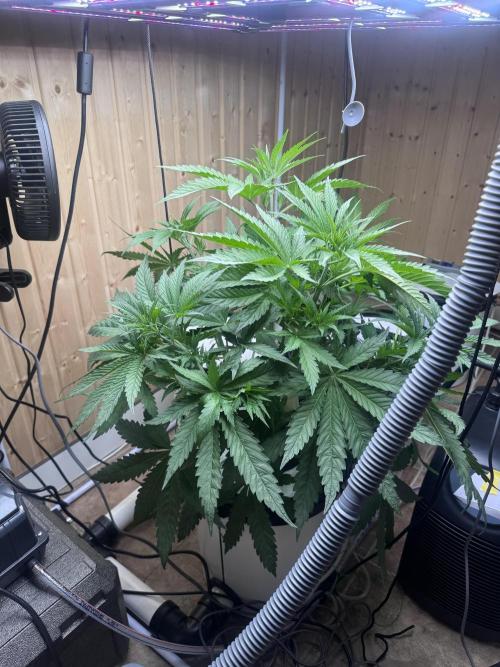 Blue Zushi Dutch Passion RDWC. Week 5