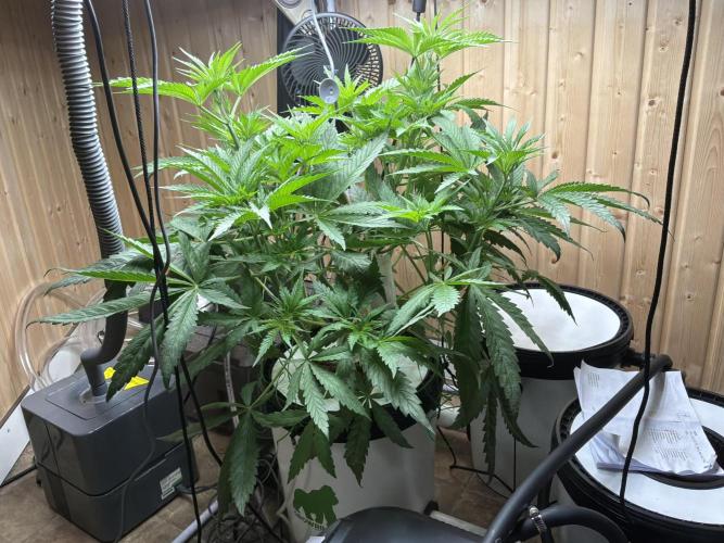 Blue Zushi Dutch Passion RDWC. Week 5
