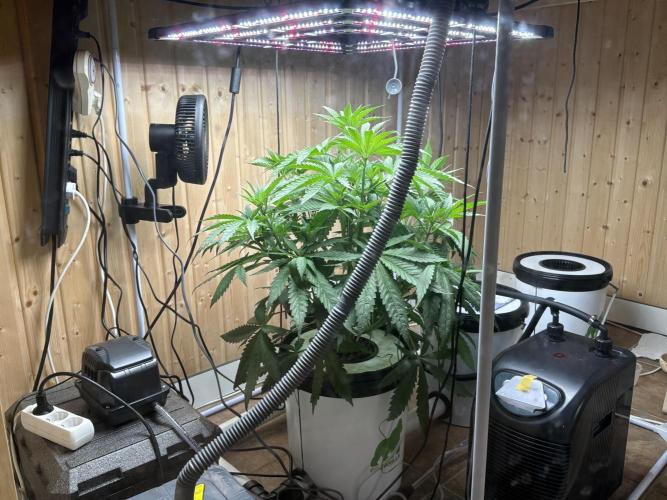 Blue Zushi Dutch Passion RDWC. Week 6