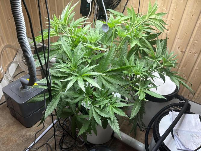 Blue Zushi Dutch Passion RDWC. Week 6