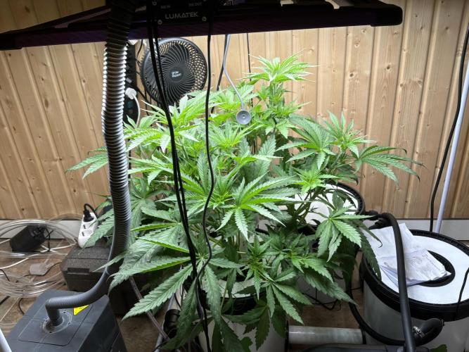 Blue Zushi Dutch Passion RDWC. Week 6