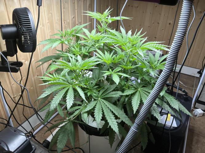 Blue Zushi Dutch Passion RDWC. Week 6