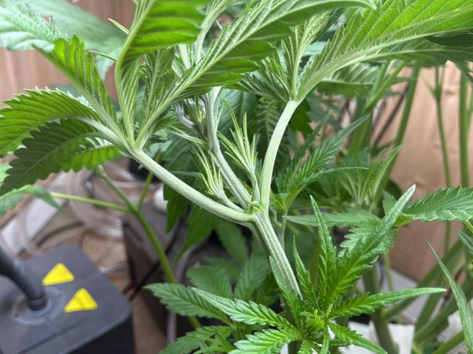 Blue Zushi Dutch Passion RDWC. Week 6