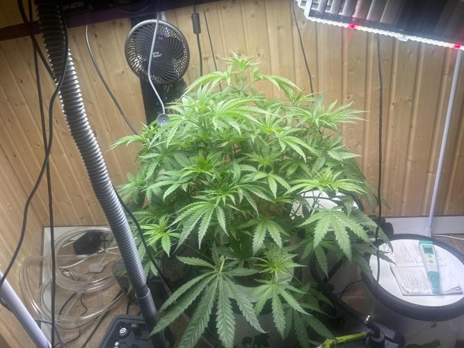Blue Zushi Dutch Passion RDWC. Week 6