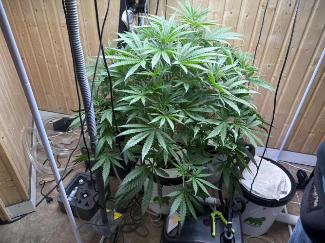 Blue Zushi Dutch Passion RDWC. Week 6