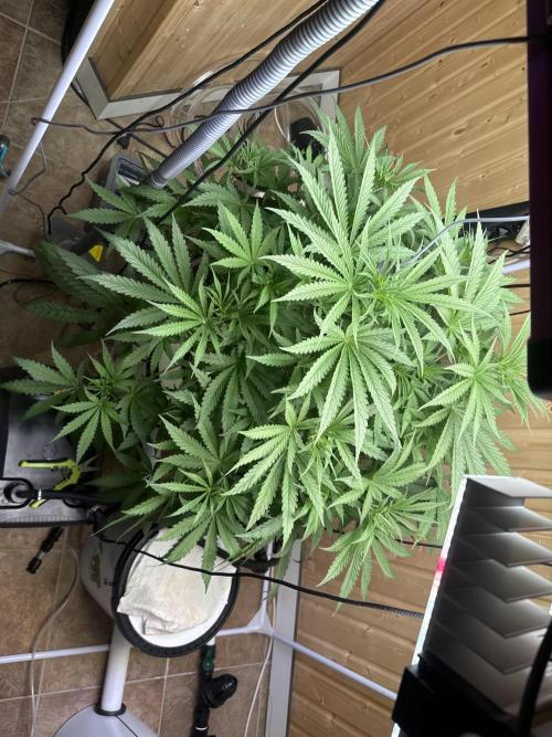 Blue Zushi Dutch Passion RDWC. Week 6