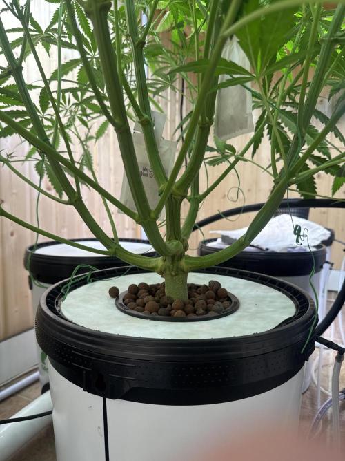 Blue Zushi Dutch Passion RDWC. Week 6