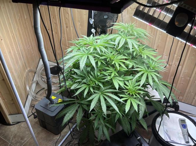 Blue Zushi Dutch Passion RDWC. Week 7