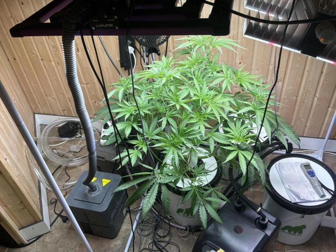 Blue Zushi Dutch Passion RDWC. Week 7