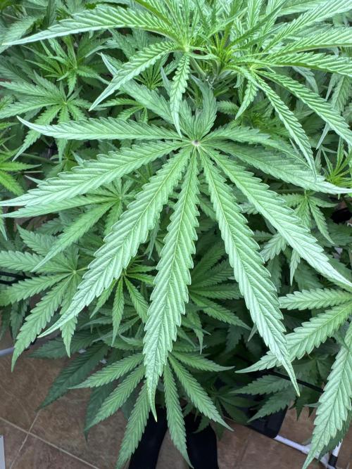 Blue Zushi Dutch Passion RDWC. Week 7