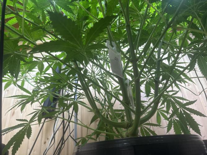 Blue Zushi Dutch Passion RDWC. Week 7