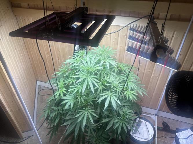 Blue Zushi Dutch Passion RDWC. Week 7