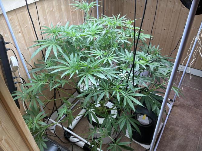 Blue Zushi Dutch Passion RDWC. Week 7
