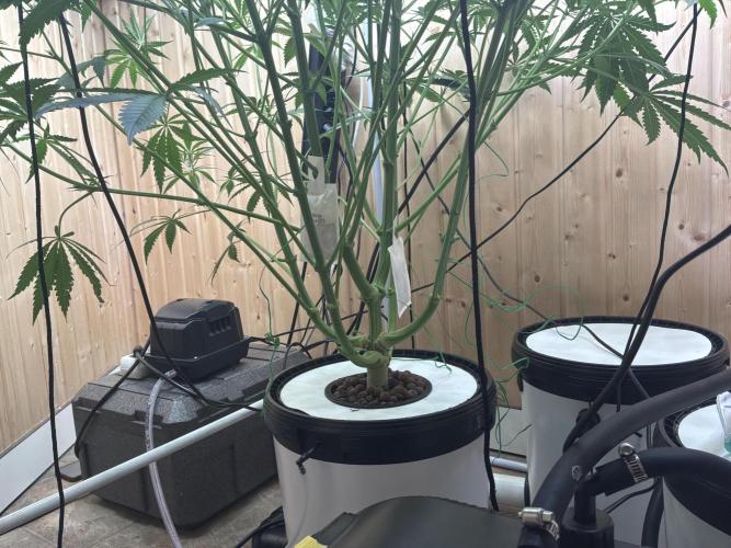 Blue Zushi Dutch Passion RDWC. Week 7