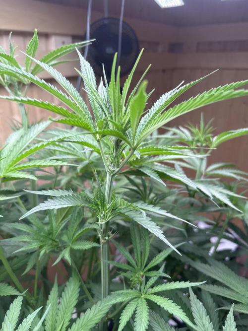 Blue Zushi Dutch Passion RDWC. Week 7
