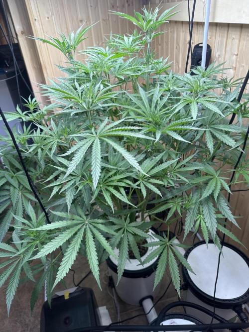 Blue Zushi Dutch Passion RDWC. Week 7