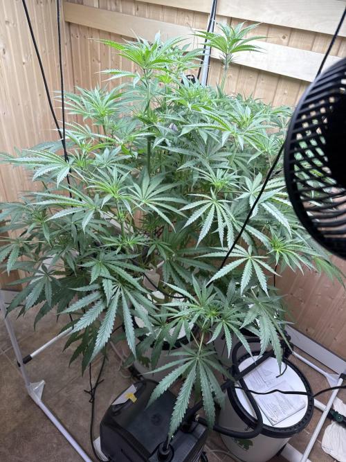 Blue Zushi Dutch Passion RDWC. Week 7