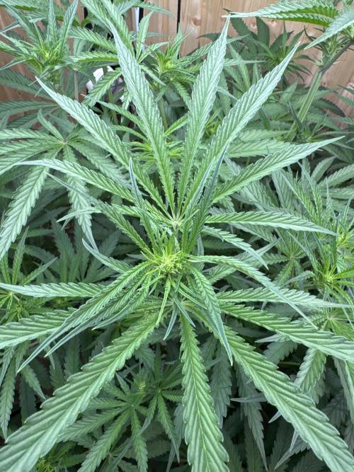 Blue Zushi Dutch Passion RDWC. Week 7