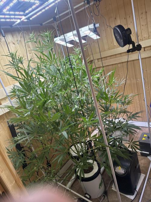 Blue Zushi Dutch Passion RDWC. Week 8
