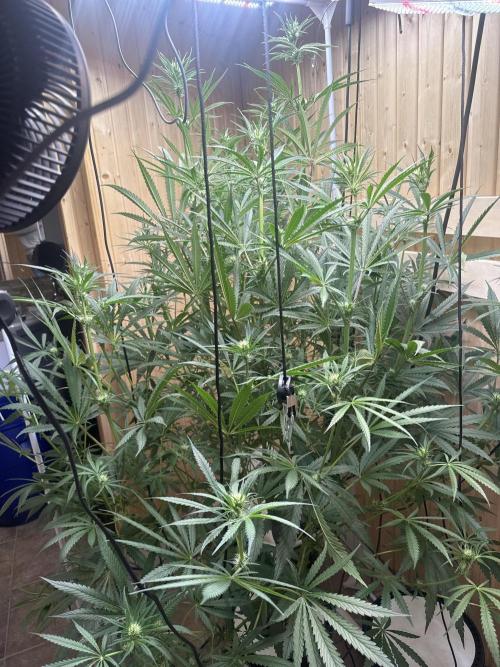 Blue Zushi Dutch Passion RDWC. Week 8