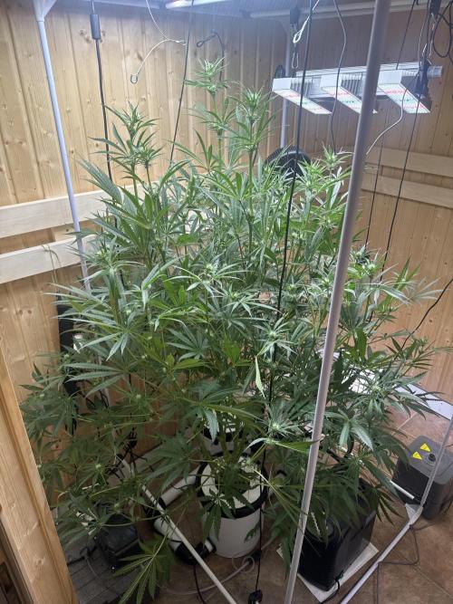 Blue Zushi Dutch Passion RDWC. Week 8