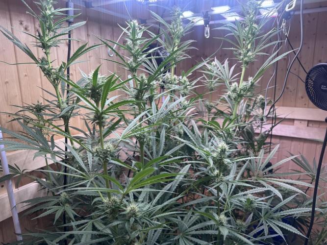 Blue Zushi Dutch Passion RDWC. Week 9
