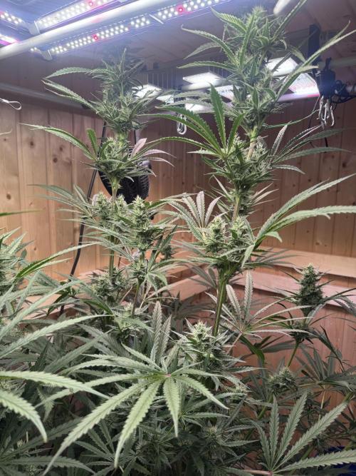 Blue Zushi Dutch Passion RDWC. Week 10