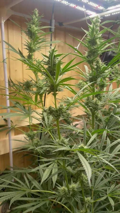 Blue Zushi Dutch Passion RDWC