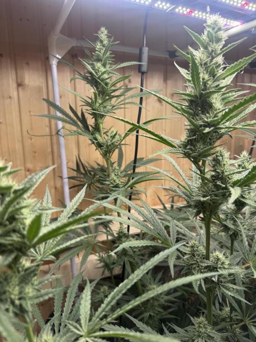 Blue Zushi Dutch Passion RDWC. Week 10