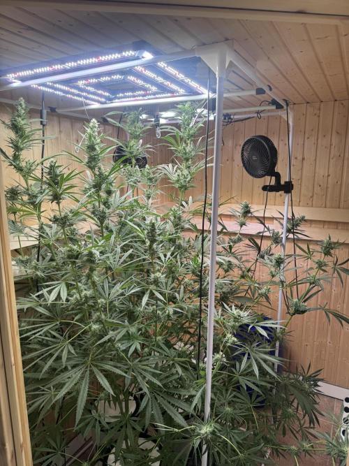 Blue Zushi Dutch Passion RDWC. Week 10
