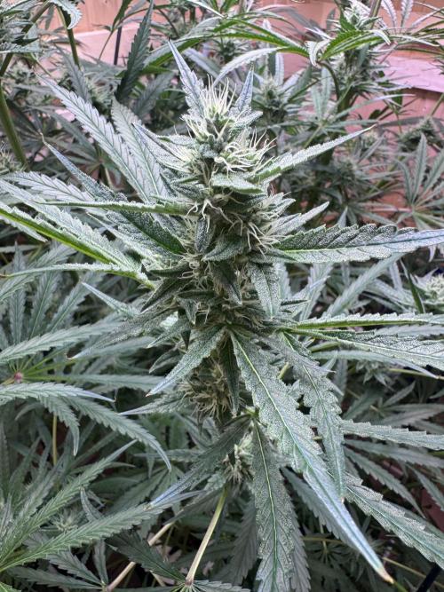 Blue Zushi Dutch Passion RDWC. Week 10