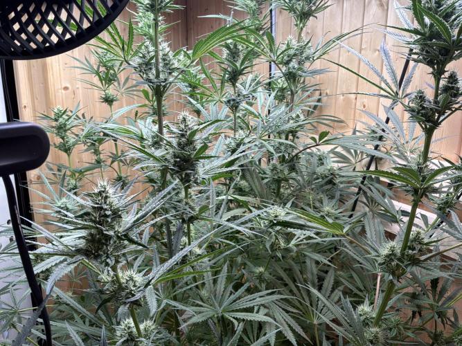 Blue Zushi Dutch Passion RDWC. Week 10