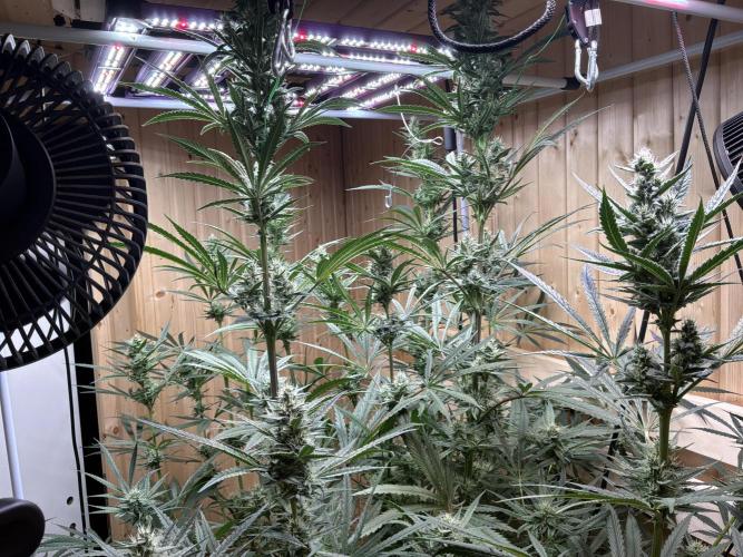 RDWC Pro 4 Pots System. Week 10