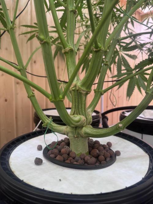 RDWC Pro 4 Pots System. Week 10