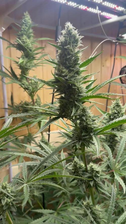 Blue Zushi Dutch Passion RDWC