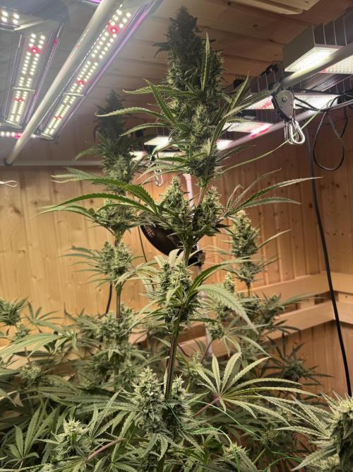 Blue Zushi Dutch Passion RDWC. Week 11