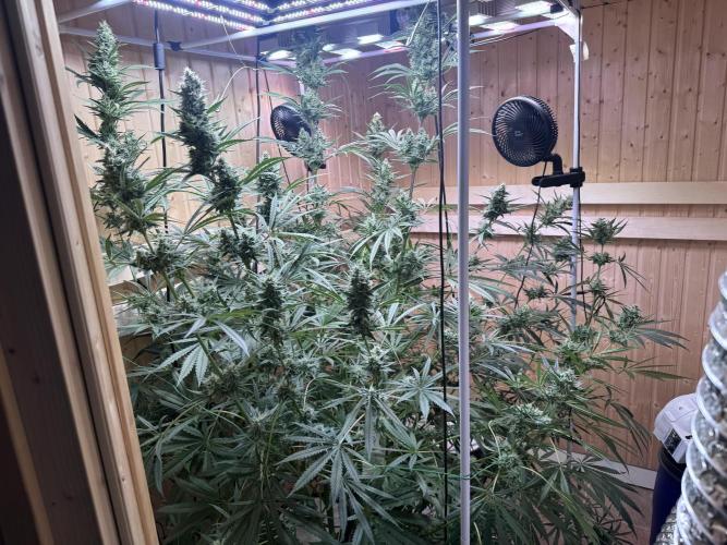 Blue Zushi Dutch Passion RDWC. Week 11