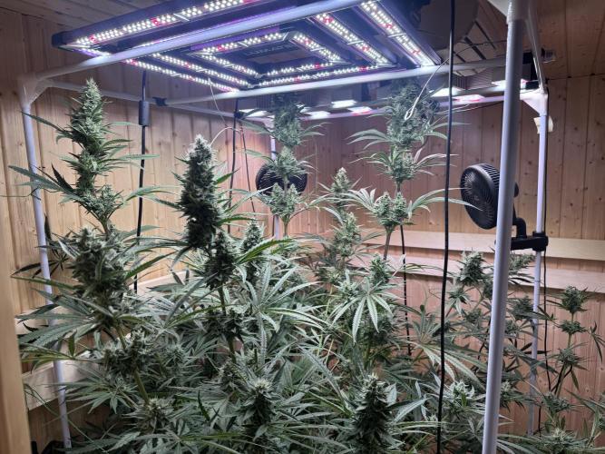 Blue Zushi Dutch Passion RDWC. Week 11