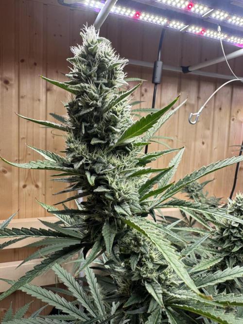 Blue Zushi Dutch Passion RDWC. Week 11